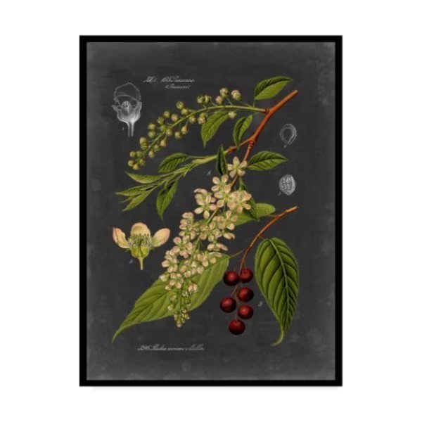 Vision Studio 'Midnight Botanical Ii' Canvas Art, 24x32, Trademark Fine Art, Mfr#: WAG00950-C2432GG